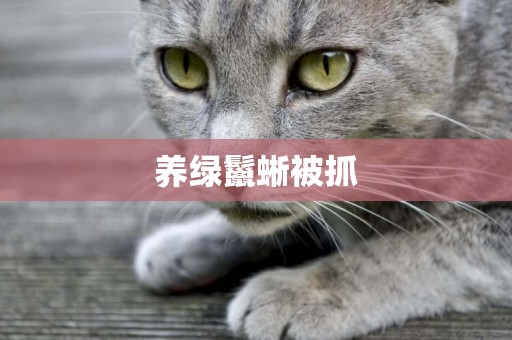 養綠鬣蜥被抓