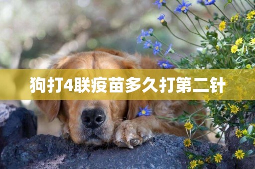 狗打4聯疫苗多久打第二針