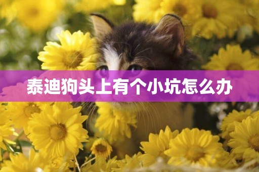 泰迪狗頭上有個小坑怎么辦