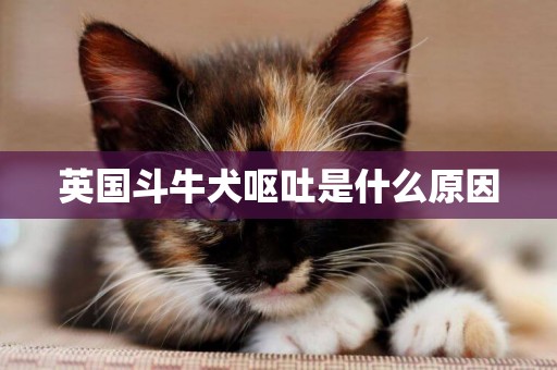 英國斗牛犬嘔吐是什么原因