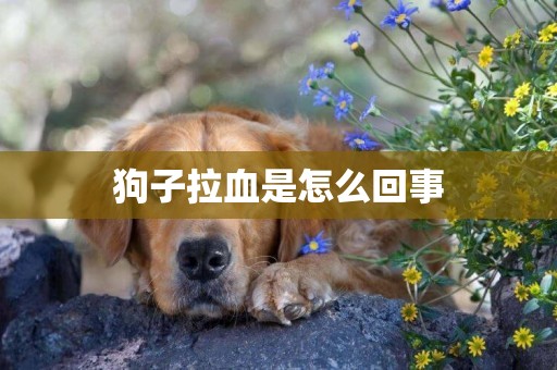 狗子拉血是怎么回事