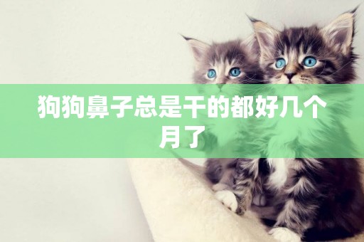 狗狗鼻子總是干的都好幾個月了