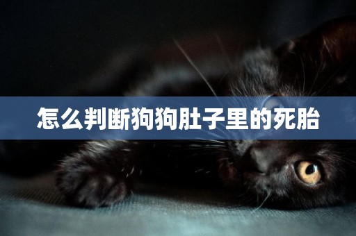 怎么判斷狗狗肚子里的死胎