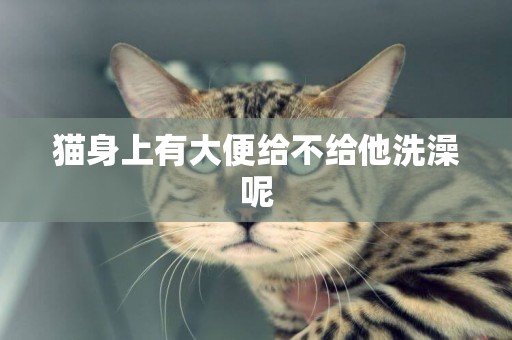 貓身上有大便給不給他洗澡呢