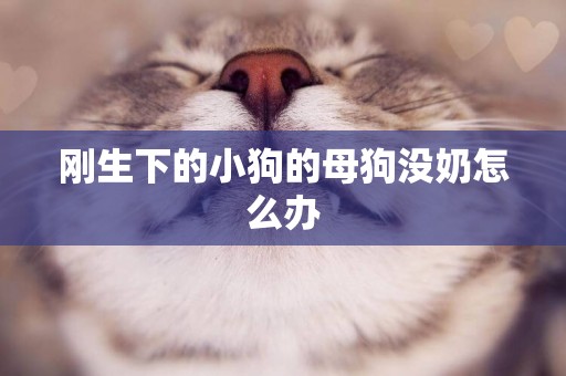 剛生下的小狗的母狗沒奶怎么辦