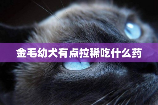 金毛幼犬有點拉稀吃什么藥