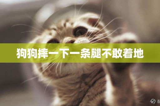 狗狗摔一下一條腿不敢著地