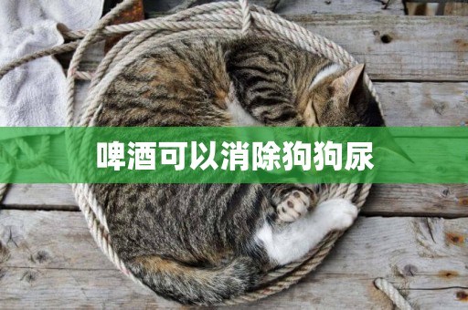 啤酒可以消除狗狗尿