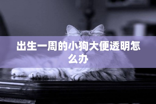 出生一周的小狗大便透明怎么辦