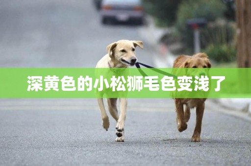 深黃色的小松獅毛色變淺了