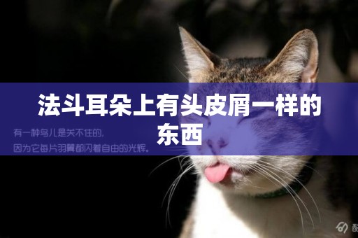 法斗耳朵上有頭皮屑一樣的東西