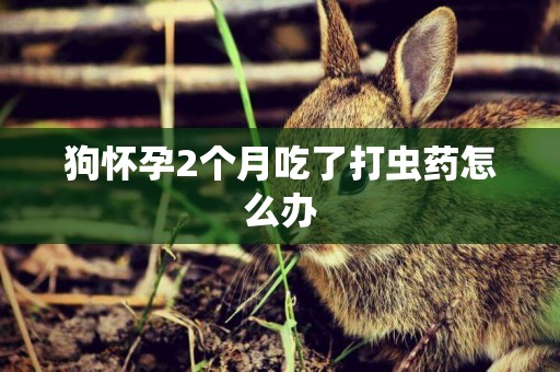狗懷孕2個月吃了打蟲藥怎么辦