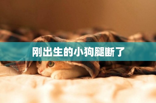 剛出生的小狗腿斷了