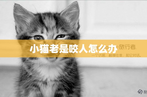 小貓老是咬人怎么辦