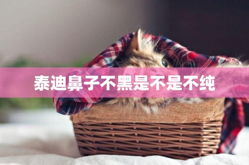 泰迪鼻子不黑是不是不純