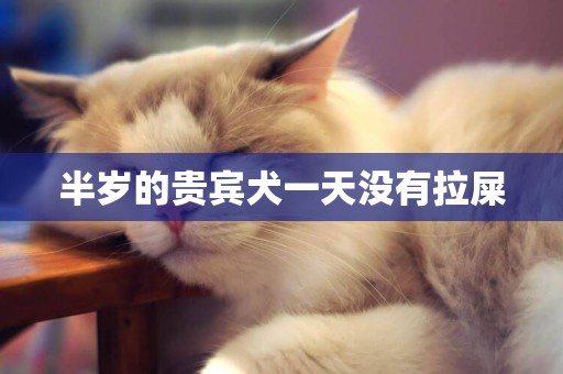 半歲的貴賓犬一天沒有拉屎