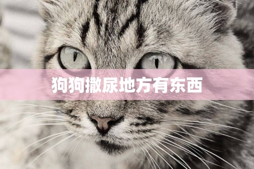狗狗撒尿地方有東西