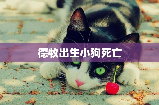 德牧出生小狗死亡