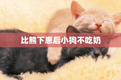 比熊下崽后小狗不吃奶