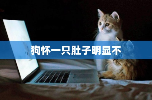 狗懷一只肚子明顯不