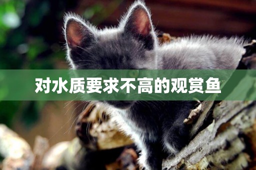 對水質要求不高的觀賞魚