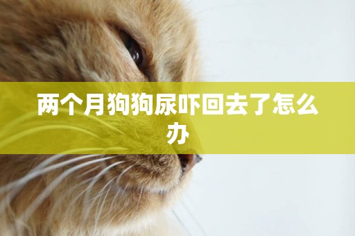 兩個月狗狗尿嚇回去了怎么辦