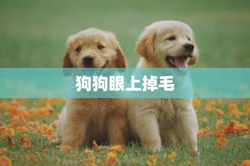 狗狗眼上掉毛