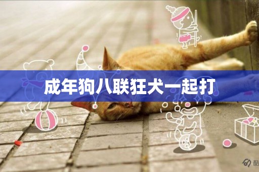 成年狗八聯狂犬一起打