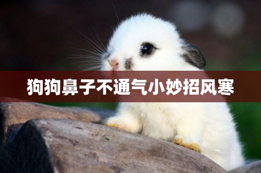狗狗鼻子不通氣小妙招風寒