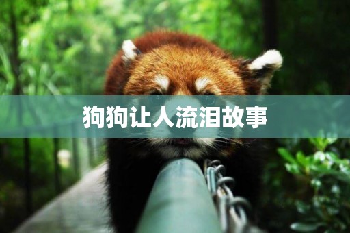 狗狗讓人流淚故事
