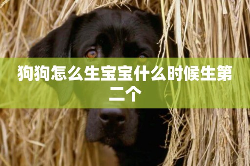 狗狗怎么生寶寶什么時候生第二個