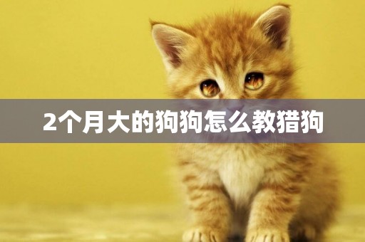 2個月大的狗狗怎么教獵狗