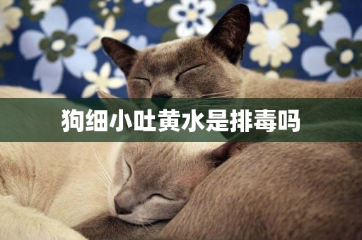 狗細小吐黃水是排毒嗎