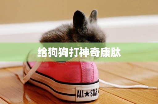 給狗狗打神奇康肽
