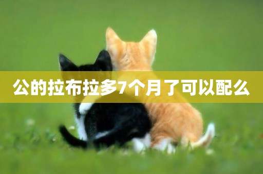 公的拉布拉多7個月了可以配么