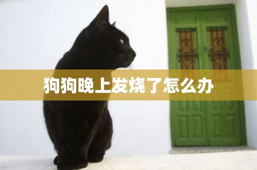 狗狗晚上發燒了怎么辦