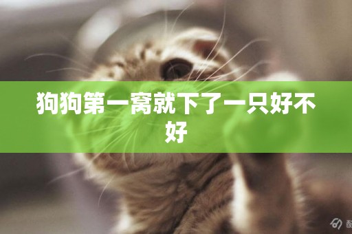 狗狗第一窩就下了一只好不好