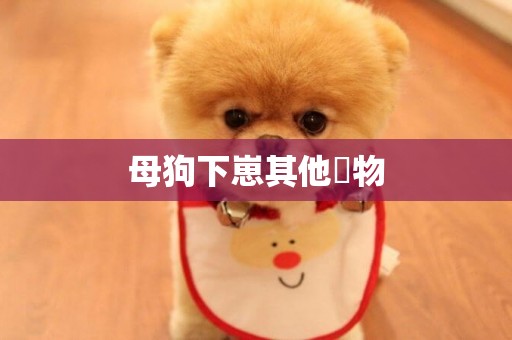 母狗下崽其他寵物