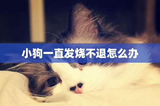 小狗一直發燒不退怎么辦