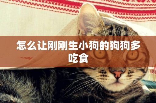 怎么讓剛剛生小狗的狗狗多吃食
