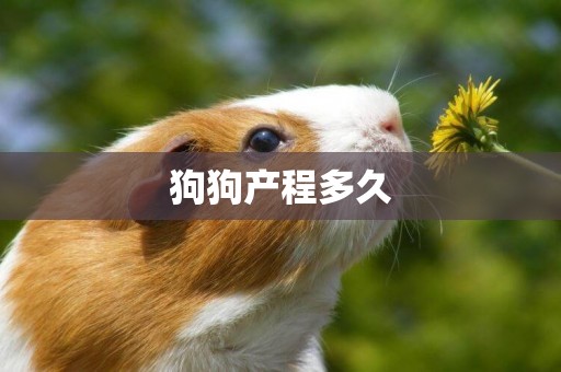 狗狗產程多久