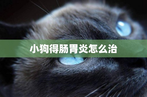 小狗得腸胃炎怎么治
