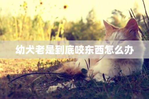 幼犬老是到底咬東西怎么辦