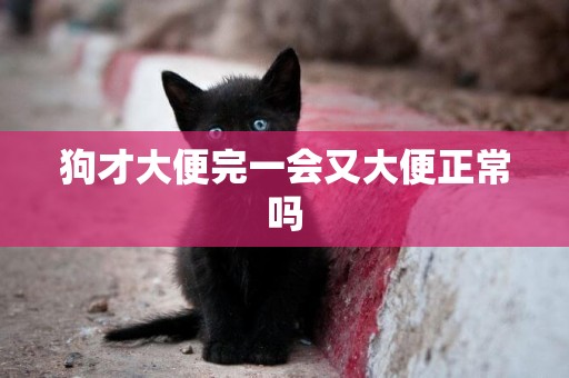狗才大便完一會又大便正常嗎