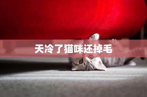 天冷了貓咪還掉毛