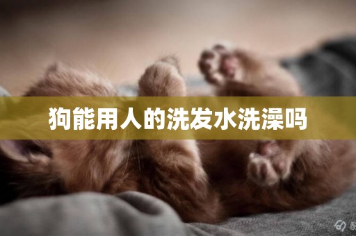 狗能用人的洗發水洗澡嗎