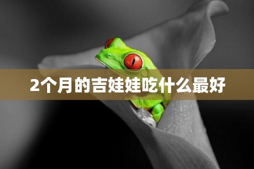 2個月的吉娃娃吃什么最好