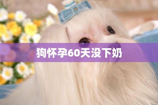 狗懷孕60天沒下奶