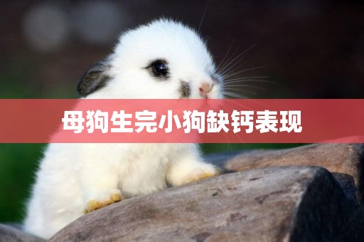 母狗生完小狗缺鈣表現