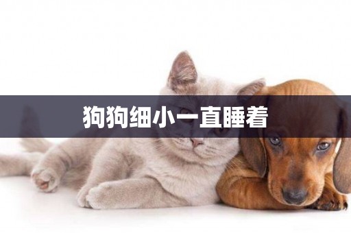 狗狗細小一直睡著